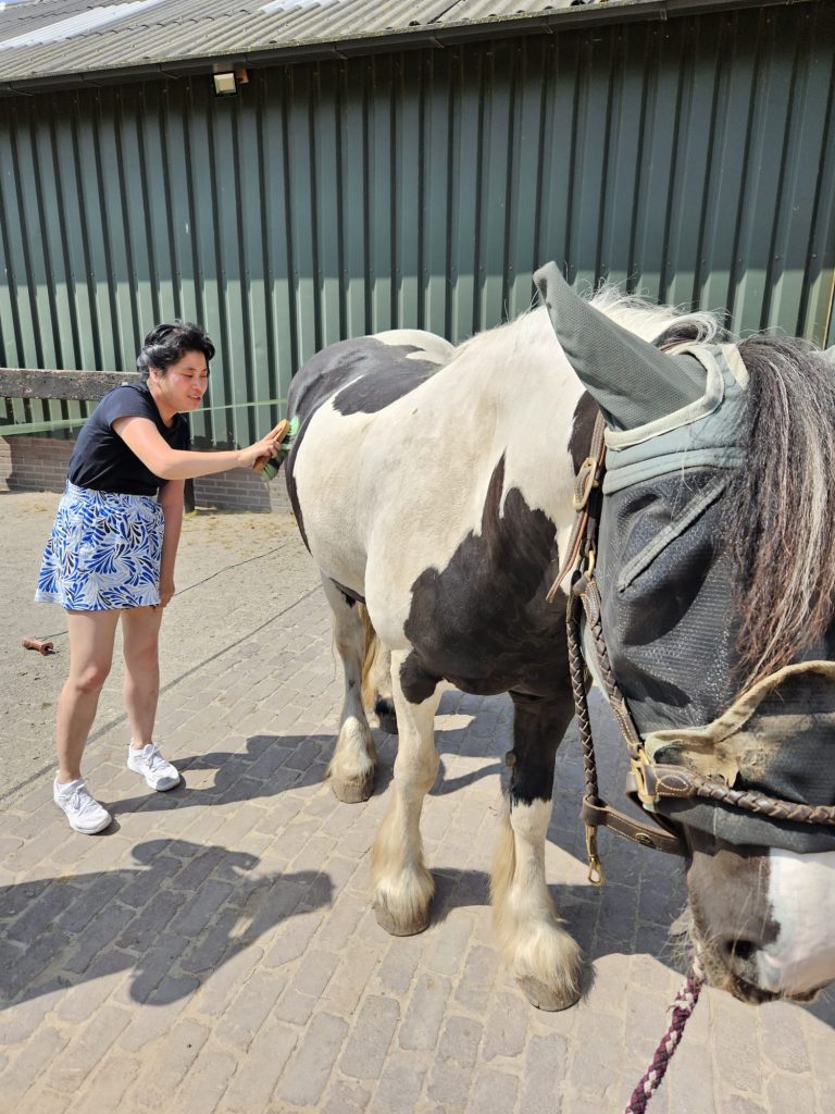paard verzorgen